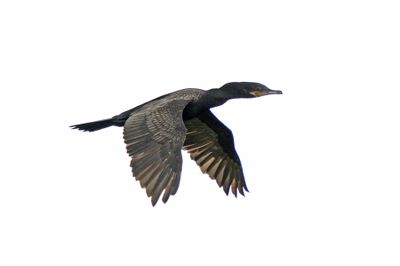 Neotropic Cormorant