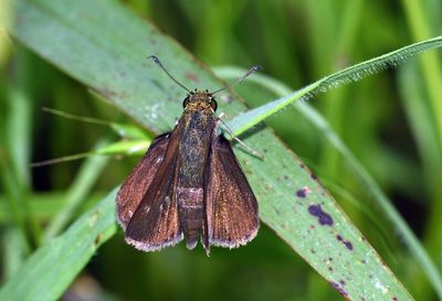 Dun Skipper