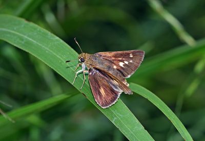 Dion Skipper