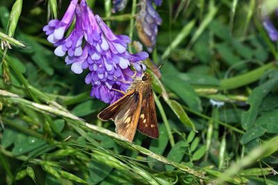 Dion Skipper