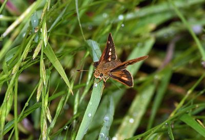 Dion Skipper