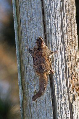 Flying Squirrel