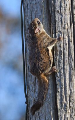 Flying Squirrel