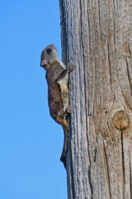 Flying Squirrel