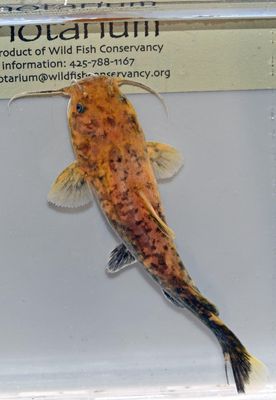 Flathead Catfish