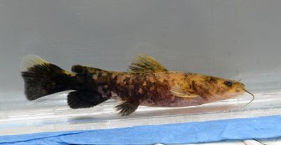Flathead Catfish