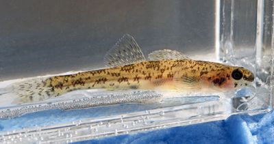 Bluntnose Darter