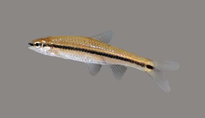 Blackspot Shiner