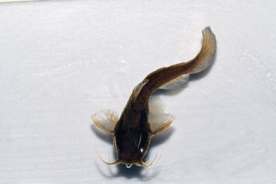 Tadpole Madtom