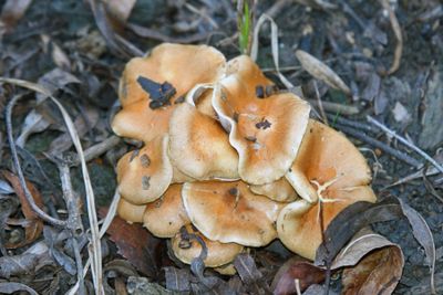 Mushrooms