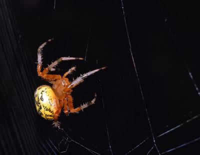 Orb Weaver