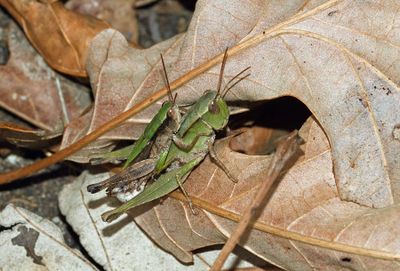 Short-winged Green Grasshoppers
