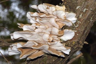 Winter Oyster Mushrooms