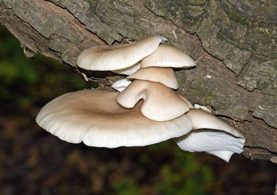 Winter Oyster Mushrooms