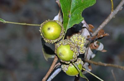 Overcup Oak Acorns