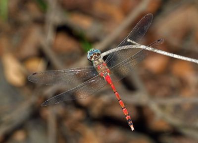 Blue-faced Meadowhawk