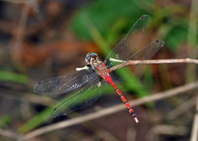 Blue-faced Meadowhawk