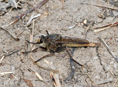 Proctacanthus milbertii