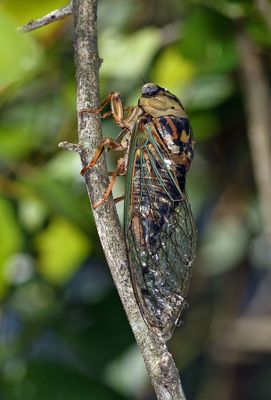 Western Dusk Singing Cicada (Megatibicen resh)