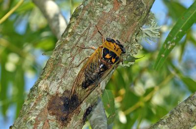 Walker's Cicada (Megatibicen pronotalis)