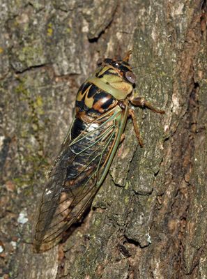 Western Dusk Singing Cicada (Megatibicen resh)