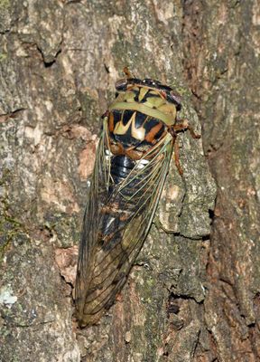 Western Dusk Singing Cicada (Megatibicen resh)
