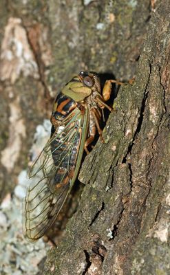 Western Dusk Singing Cicada (Megatibicen resh)