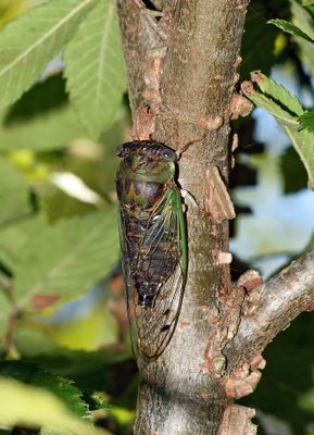 Davis's Southeastern Dog-day Cicada (Neotibicin davisi harnedi)