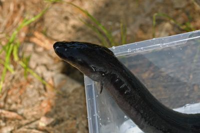 Three-Toed Amphiuma