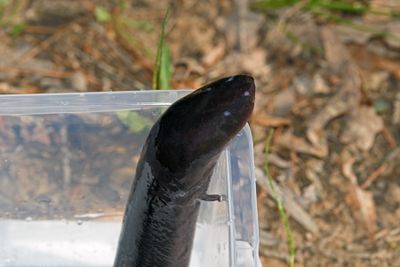 Three-Toed Amphiuma