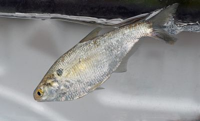 Gizzard Shad