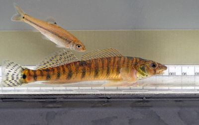 Logperch