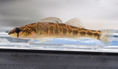 River Darter (Percina Shumardi)