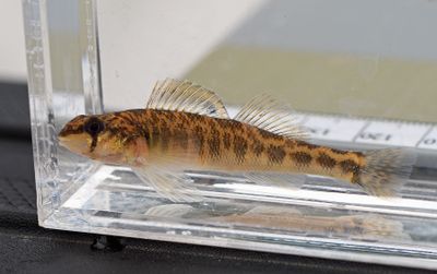 River Darter (Percina Shumardi)