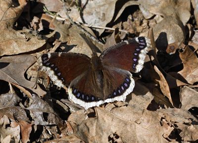 Mourning Cloak