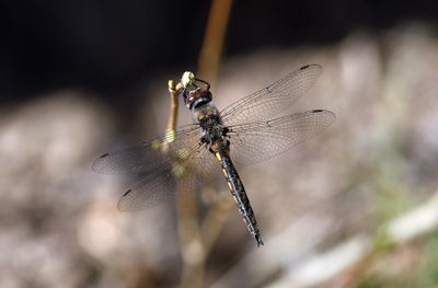 Common Baskettail