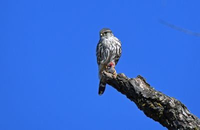 Merlin