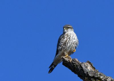 Merlin