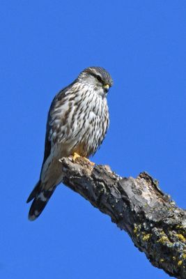 Merlin