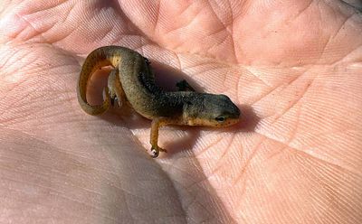 Central Newt (eft)