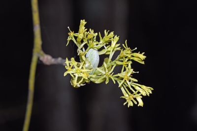 Sassafras
