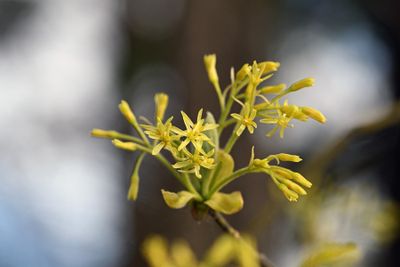 Sassafras