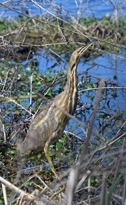 American Bittern