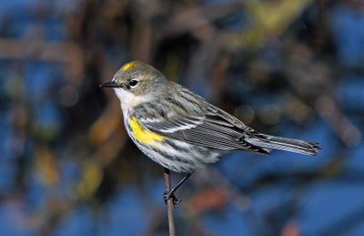 Yellow-rumped Warbler