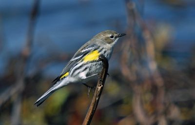 Yellow-rumped Warbler