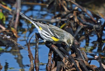 Yellow-rumped Warbler