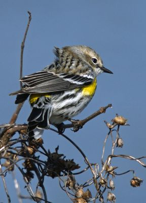 Yellow-rumped Warbler