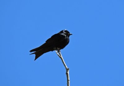 Purple Martin