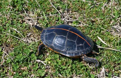 Southern Painted Turtle