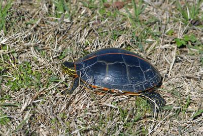 Southern Painted Turtle